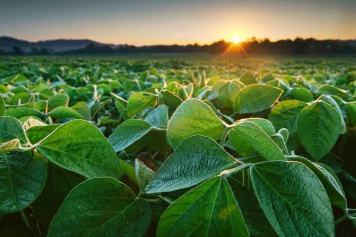 Plantação de grãos no Oeste Paranaense com maquinário agrícola em operação sob o céu aberto