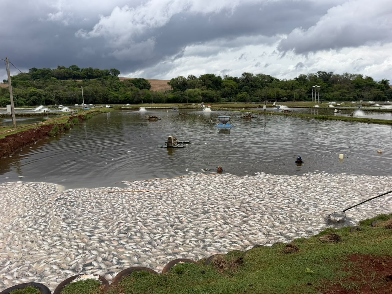 Tanques de piscicultura com grande quantidade de peixes mortos boiando na superfície após interrupção de energia elétrica.