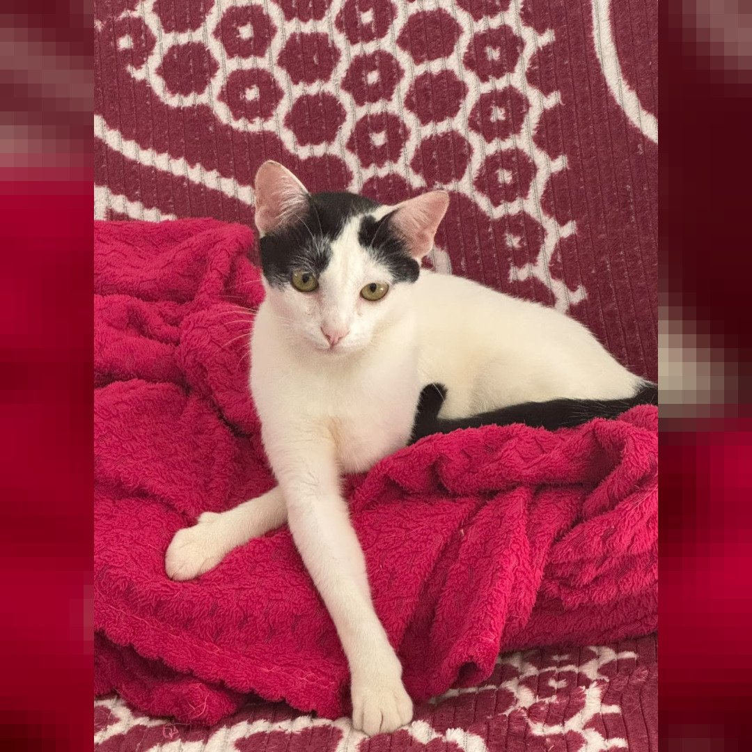 Gata de estimação que desapareceu no bairro Jardim Coopagro em Toledo