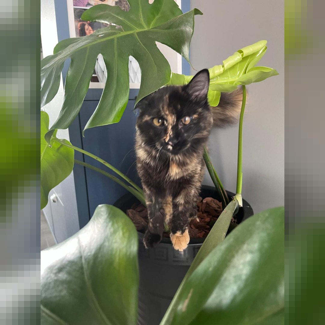 Gatinha de estimação desaparecida na região dos bairros Bressan e Cezar Park em Toledo